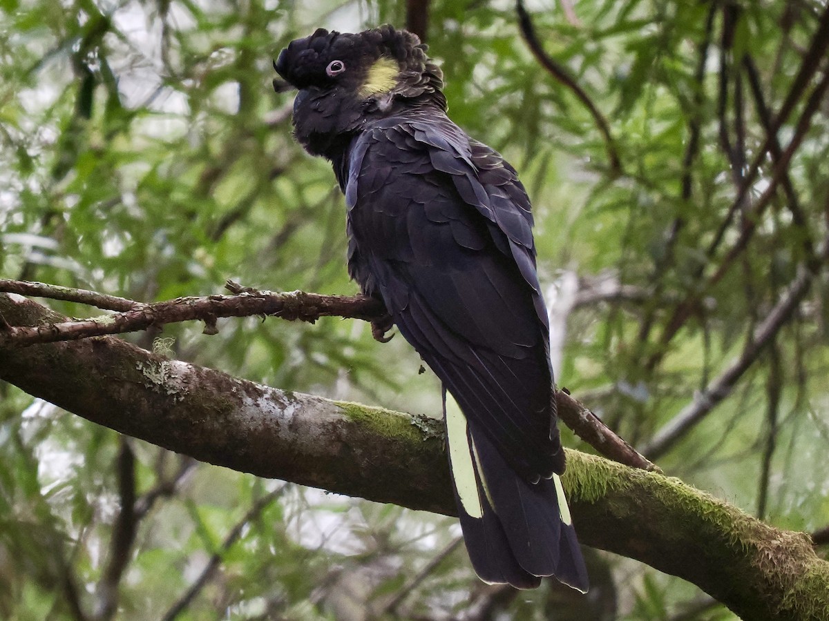 キイロオクロオウム - ML644424728