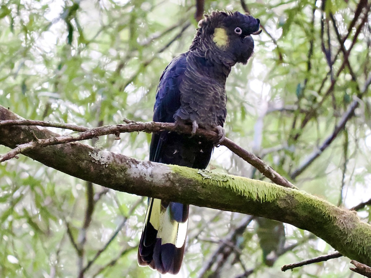 キイロオクロオウム - ML644424729