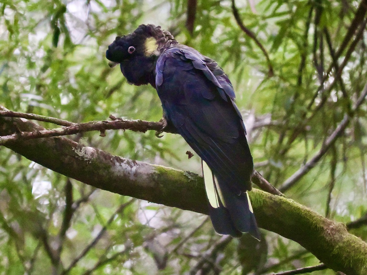 キイロオクロオウム - ML644424731