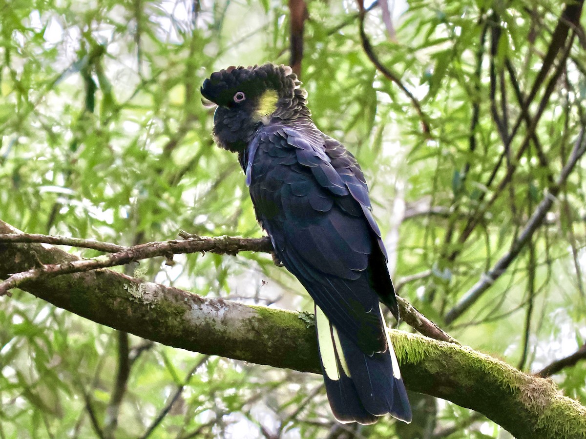 キイロオクロオウム - ML644424732