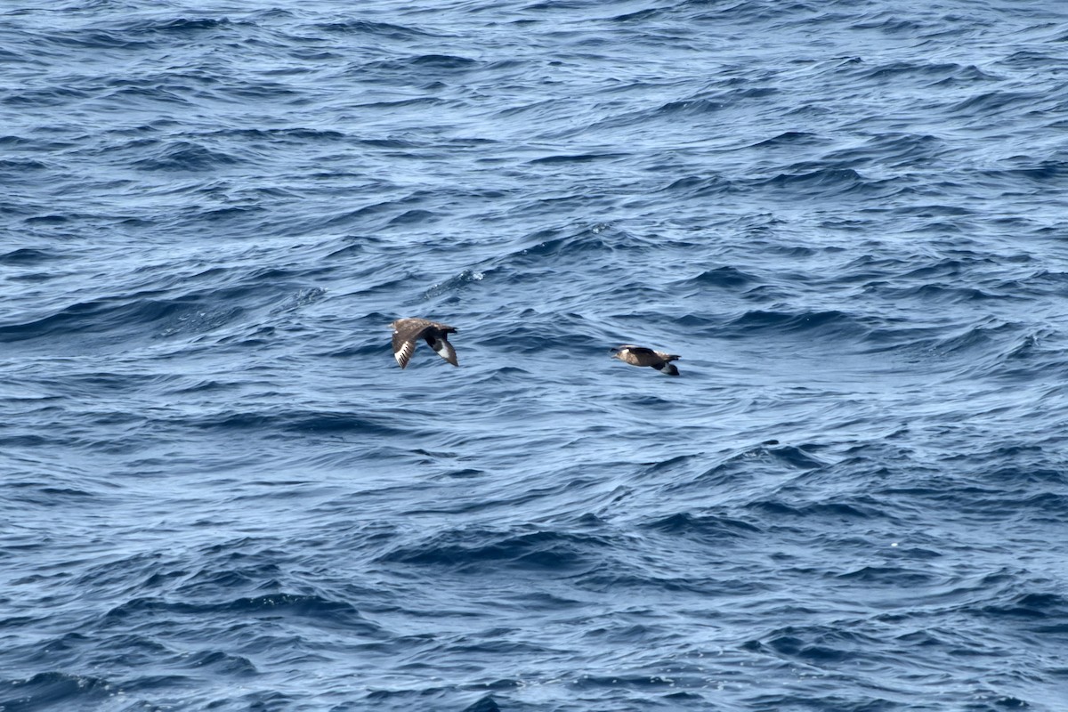 キタオオトウゾクカモメ - ML644424752