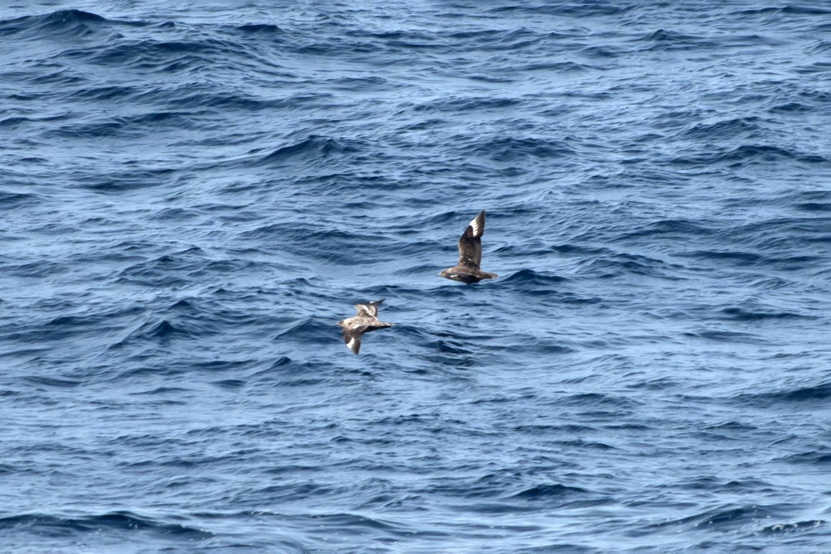 キタオオトウゾクカモメ - ML644424760