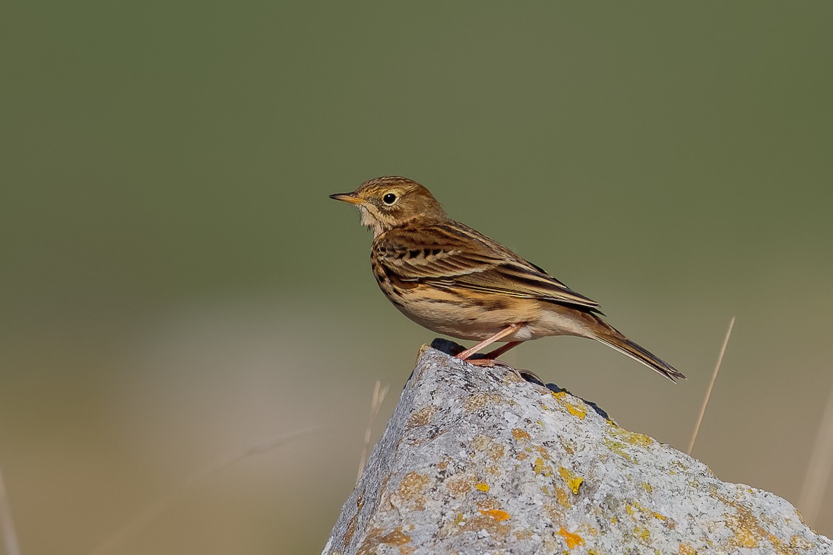Meadow Pipit - ML644424780