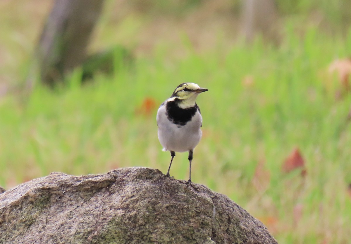 Buztanikara zuria - ML644424811