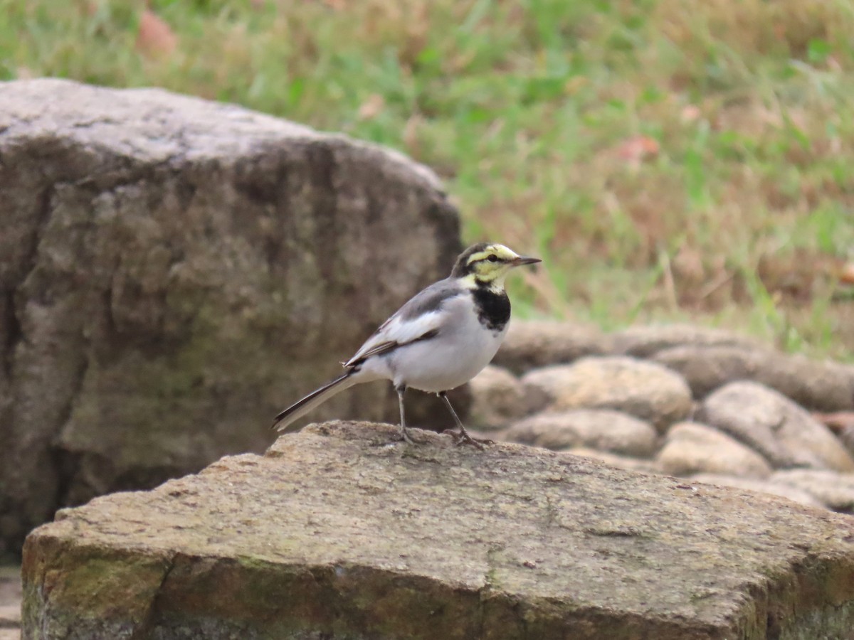 Buztanikara zuria - ML644424812