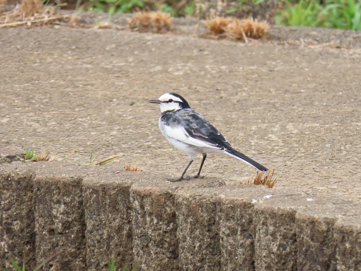 Buztanikara zuria - ML644424813