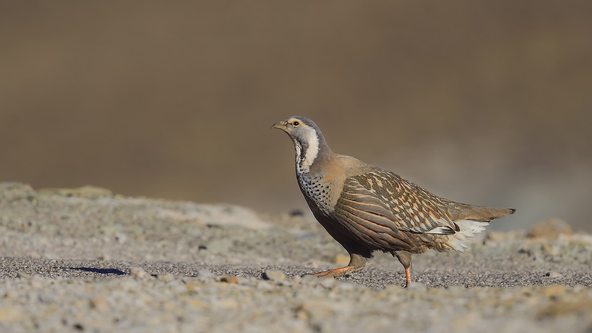 Perdigallo del Caspio - ML644424824