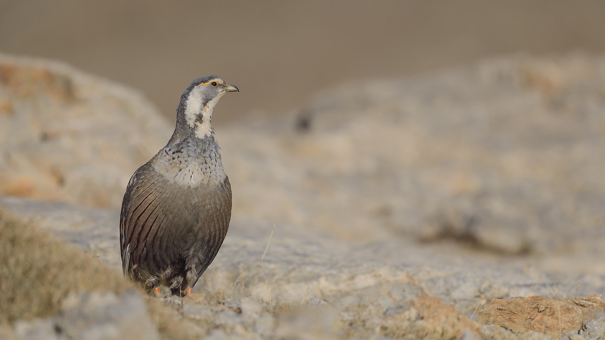 Perdigallo del Caspio - ML644424825