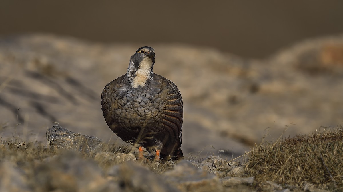 Perdigallo del Caspio - ML644424826