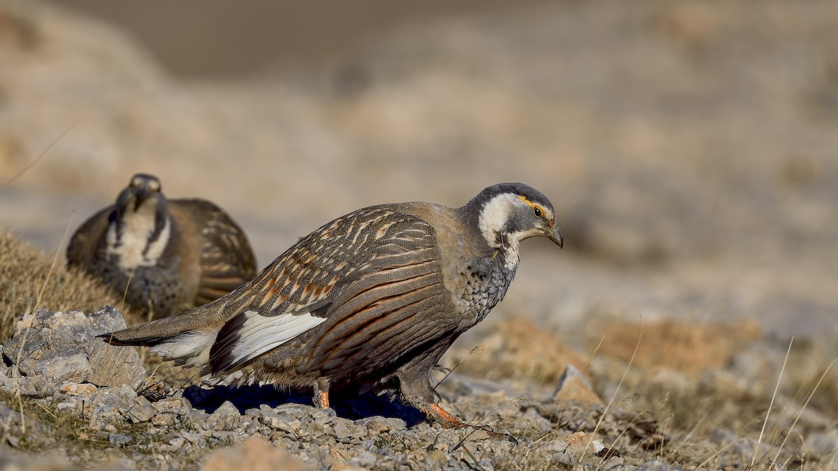 Perdigallo del Caspio - ML644424827