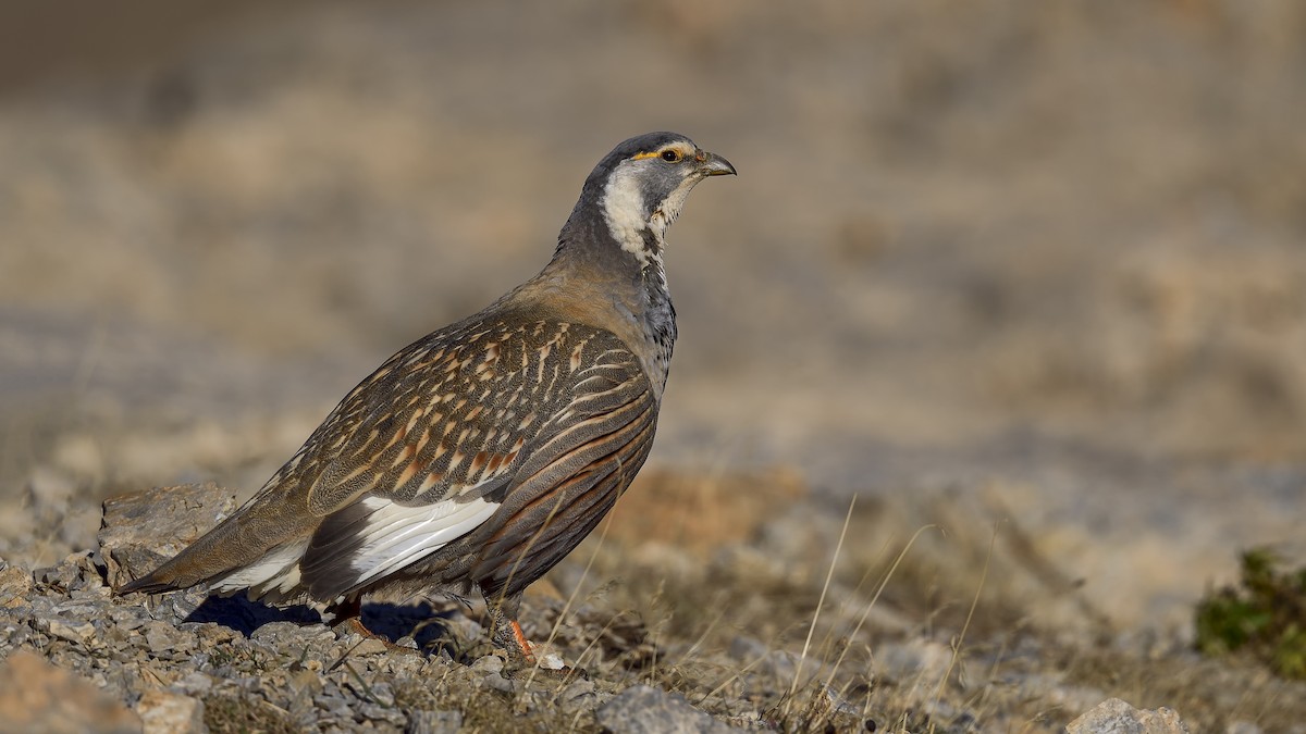 Perdigallo del Caspio - ML644424828