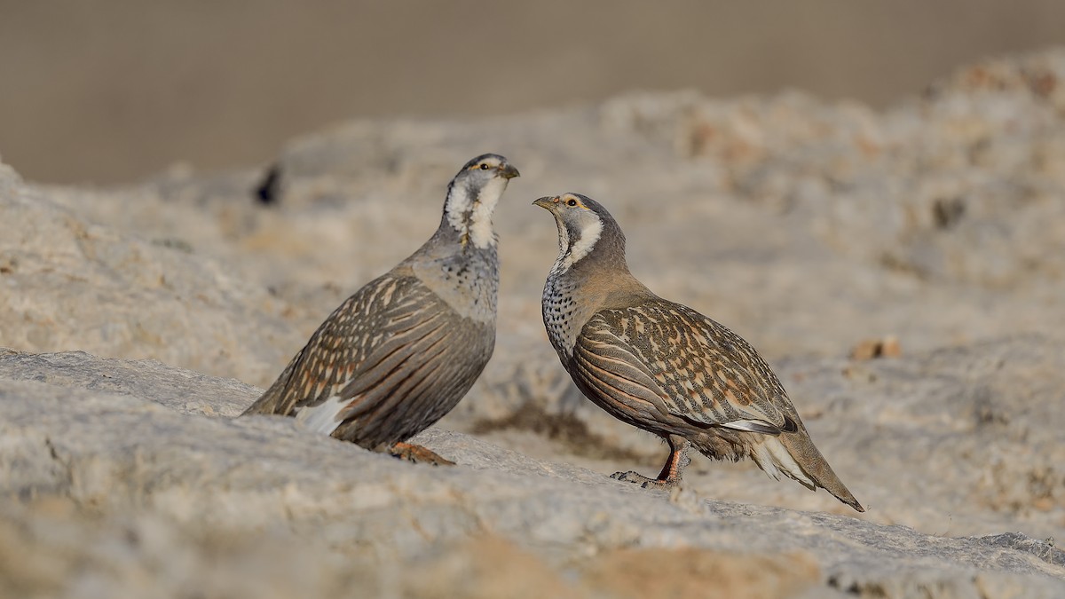 Perdigallo del Caspio - ML644424829