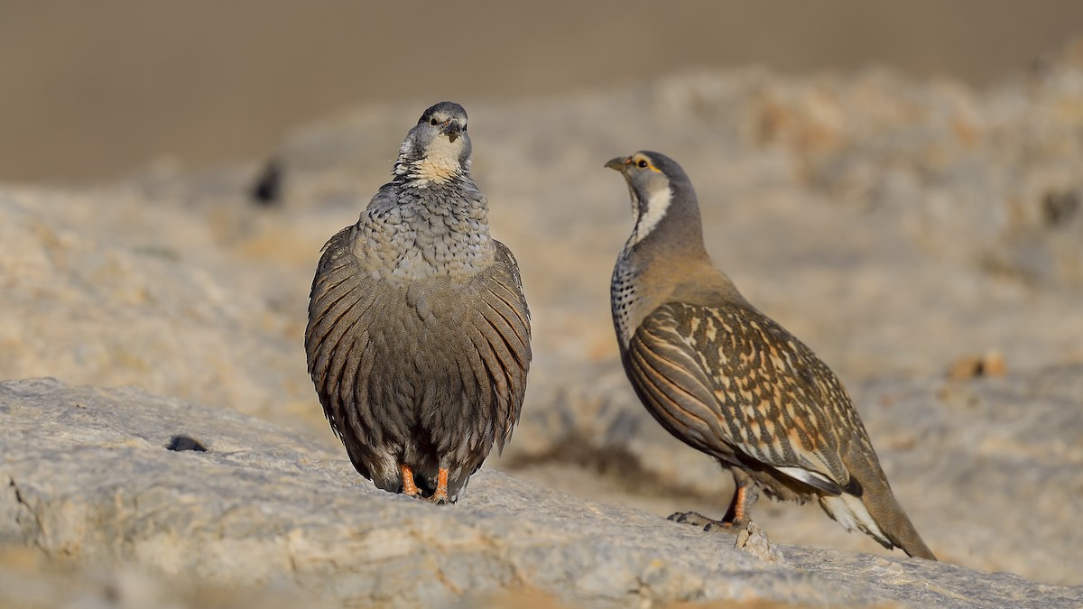 Perdigallo del Caspio - ML644424830