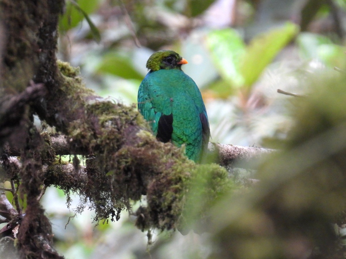 Golden-headed Quetzal - ML644424837