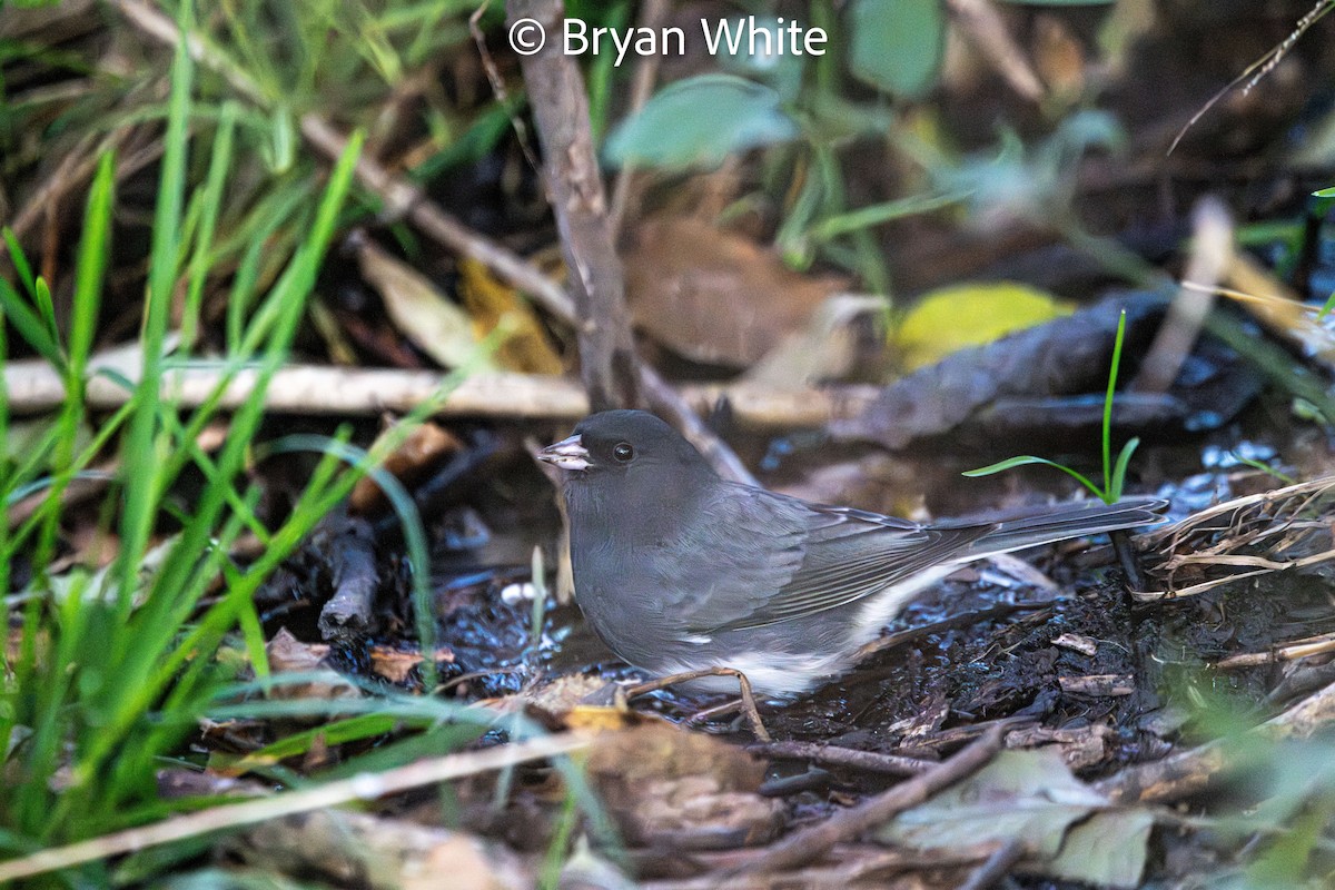 יונקו כהה-עין - ML644424855