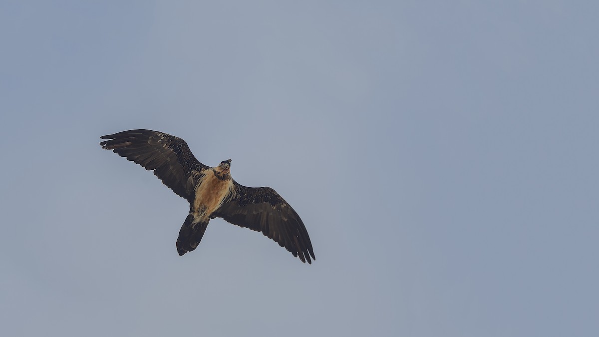 orlosup bradatý - ML644424856