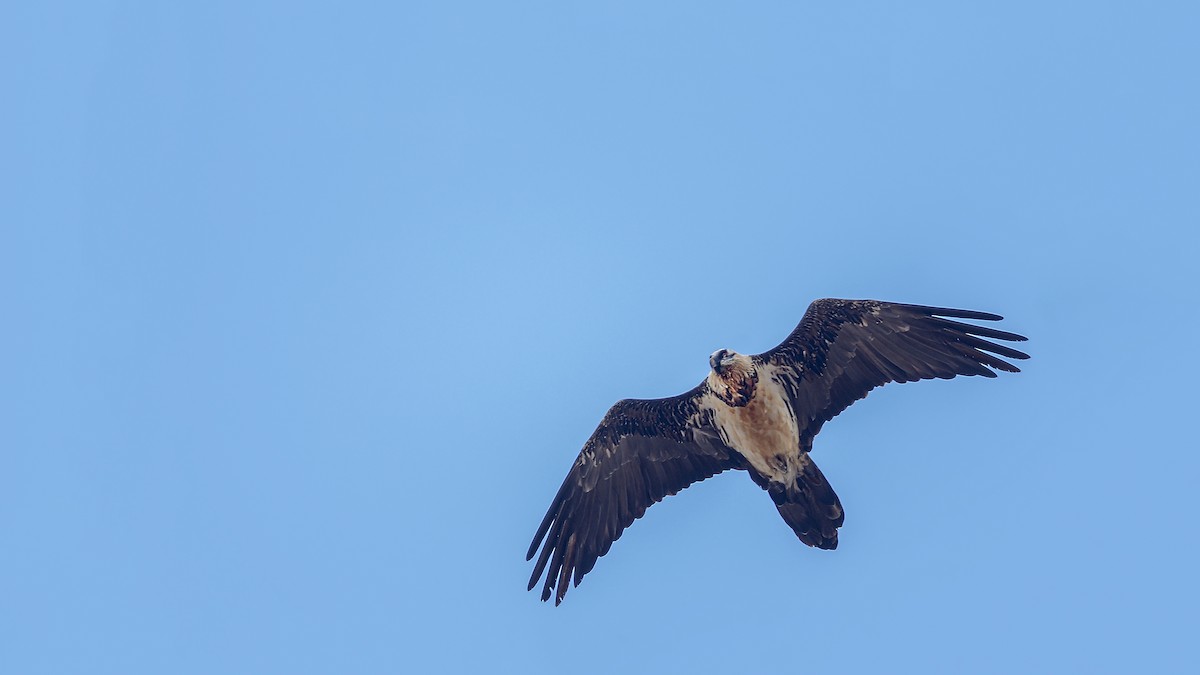 orlosup bradatý - ML644424857