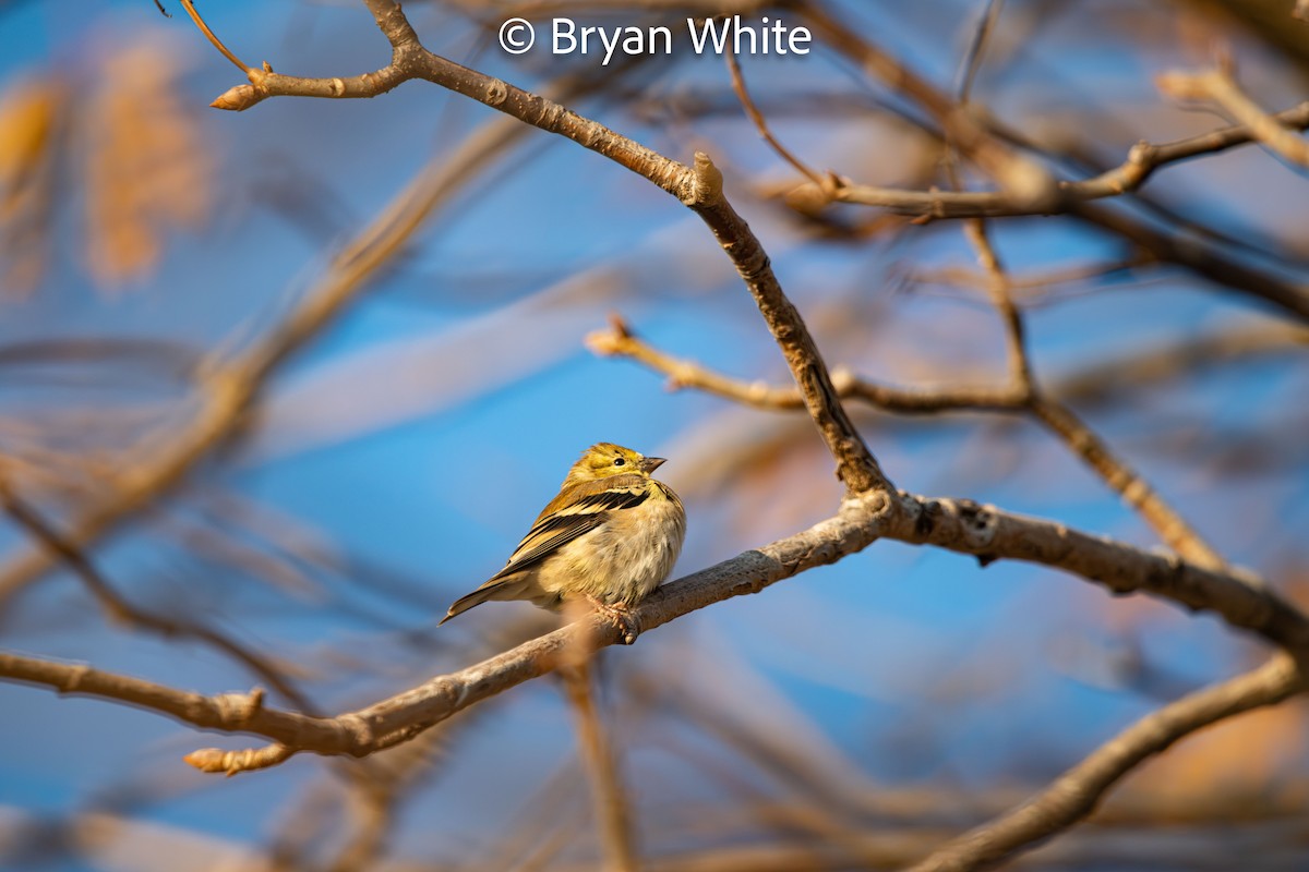 American Goldfinch - ML644424864