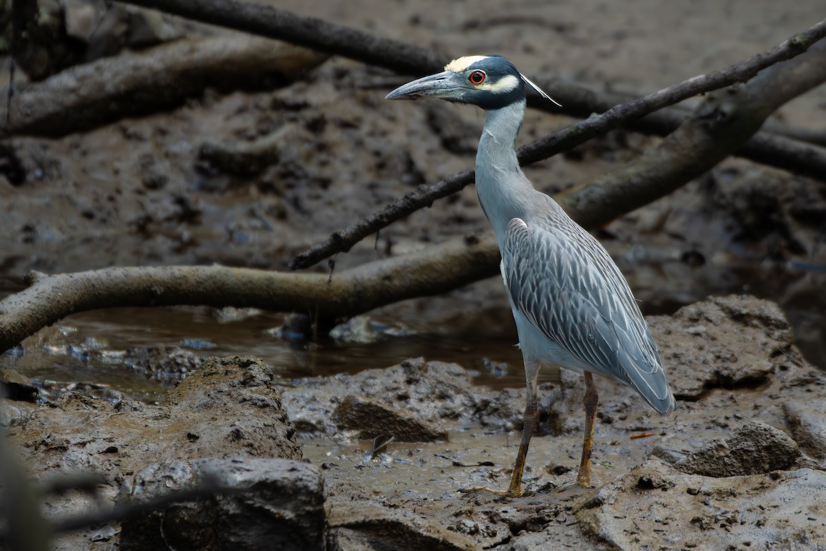 אנפת לילה צהובת-כיפה - ML644424865