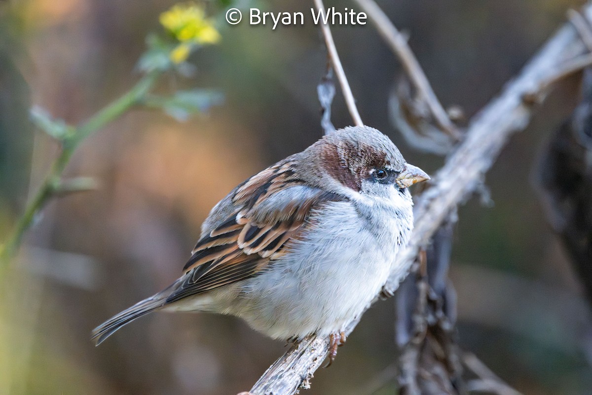 דרור הבית - ML644424869