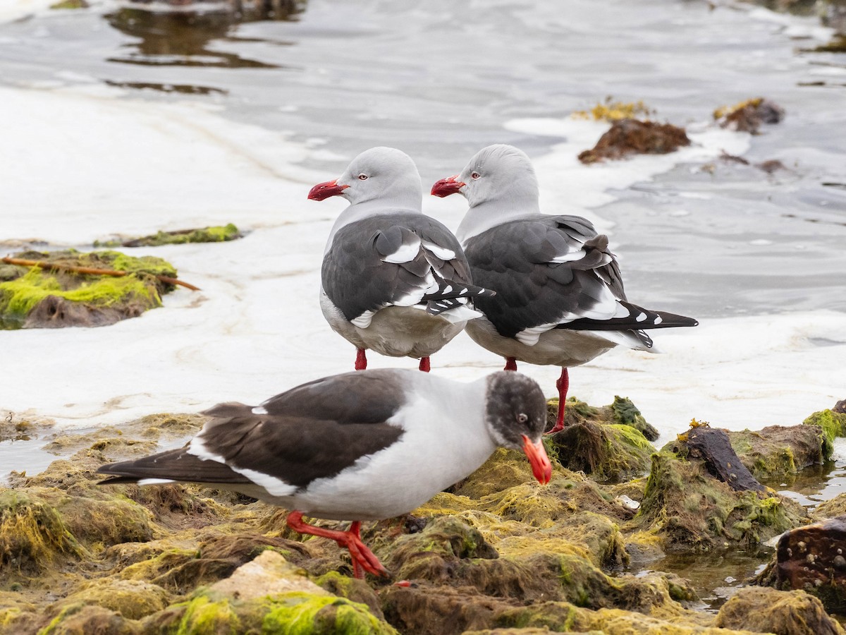Dolphin Gull - ML644424870