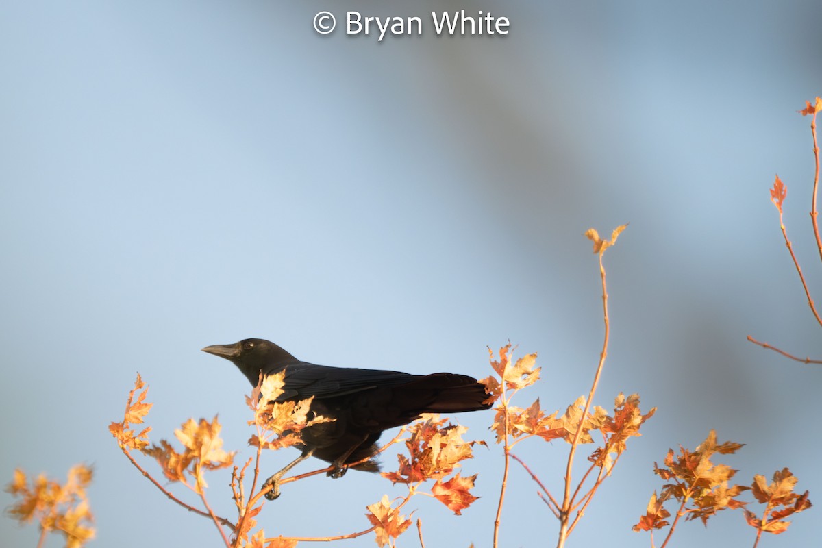 American Crow - ML644424881