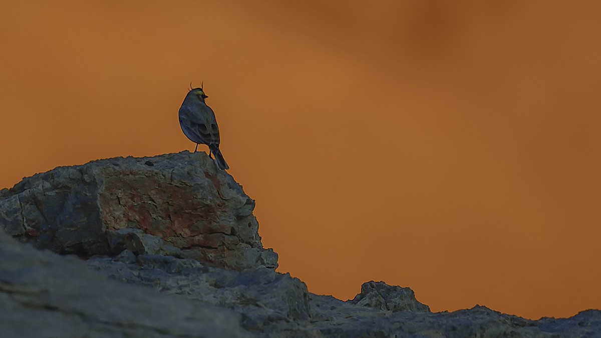 Эвэрт болжмор - ML644424882