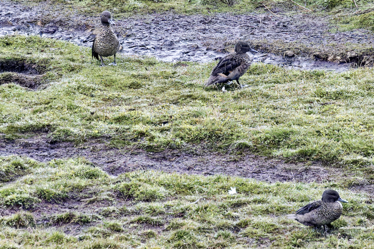 アンデスコガモ - ML644424886