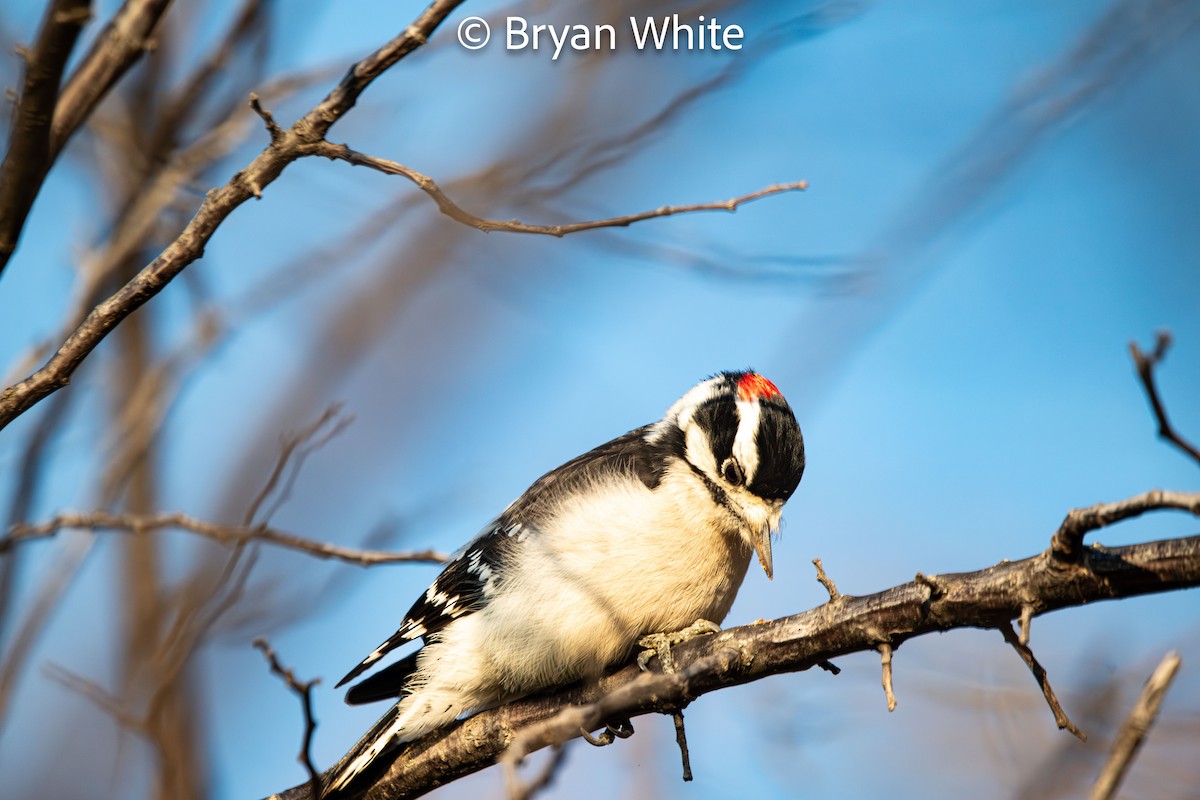 Downy Woodpecker - ML644424887