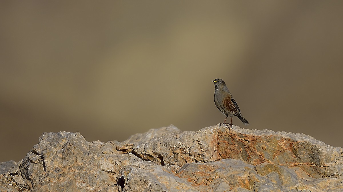 Sordone - ML644424890