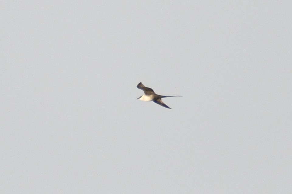 Long-tailed Jaeger - ML644424892