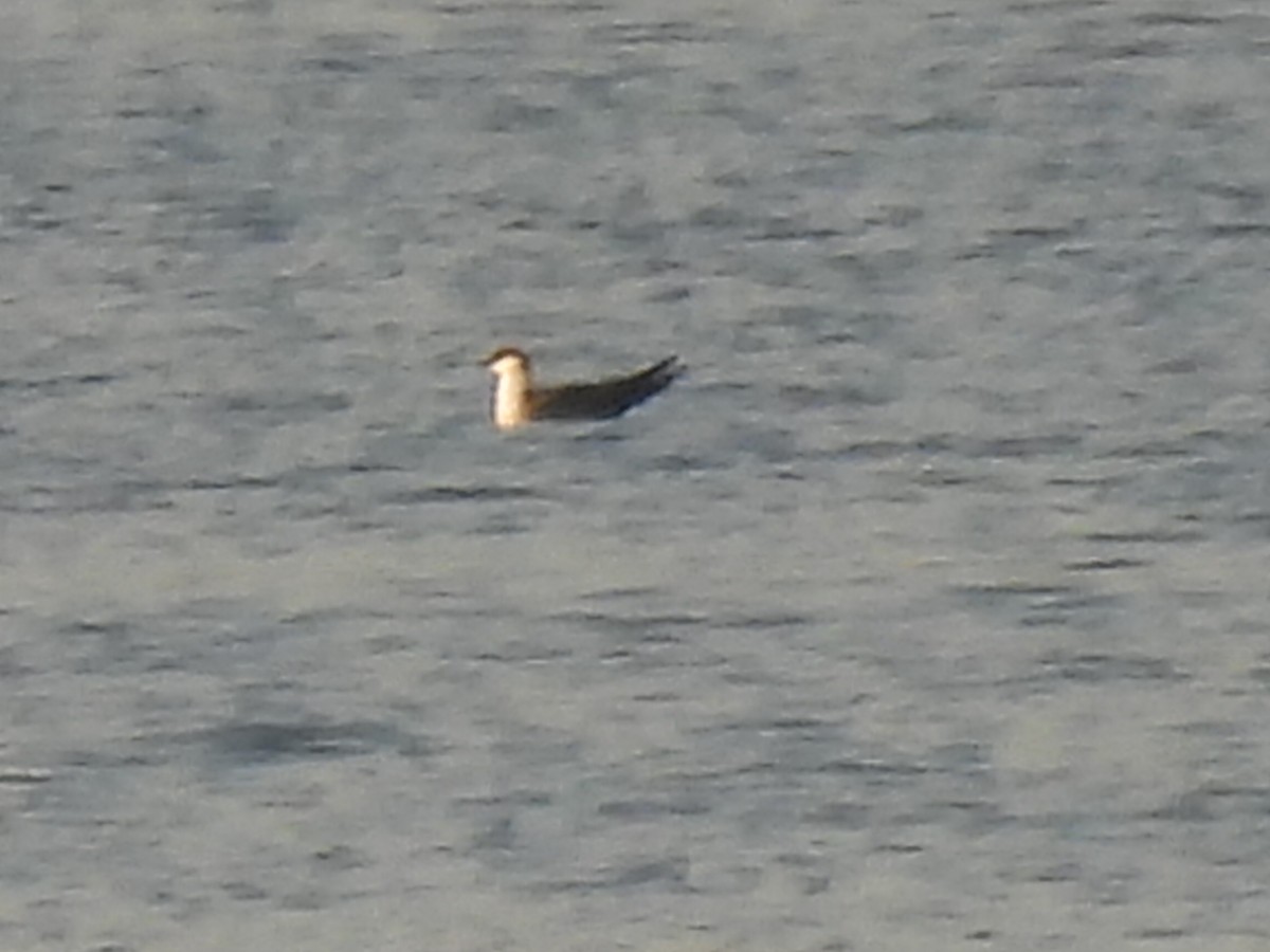 Long-tailed Jaeger - ML644424893