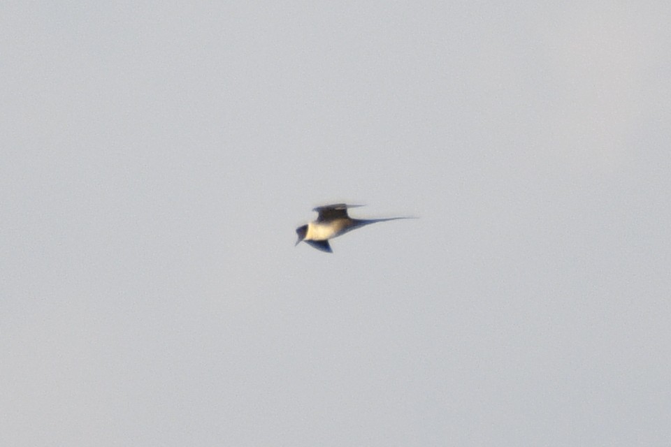 Long-tailed Jaeger - ML644424894