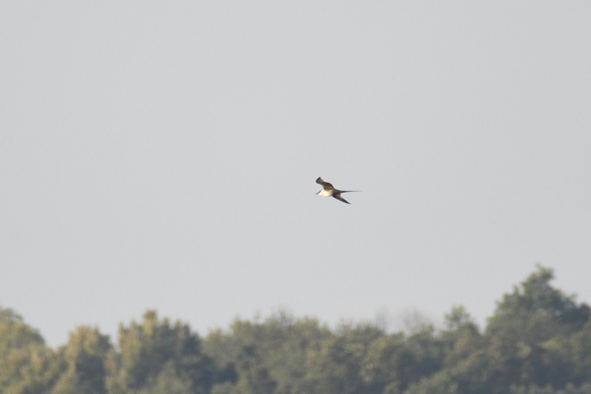 Long-tailed Jaeger - ML644424895