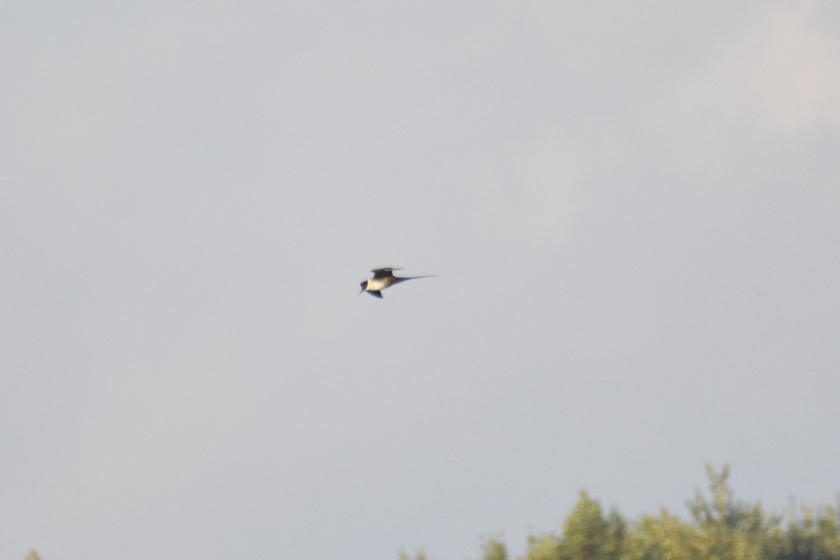 Long-tailed Jaeger - ML644424896