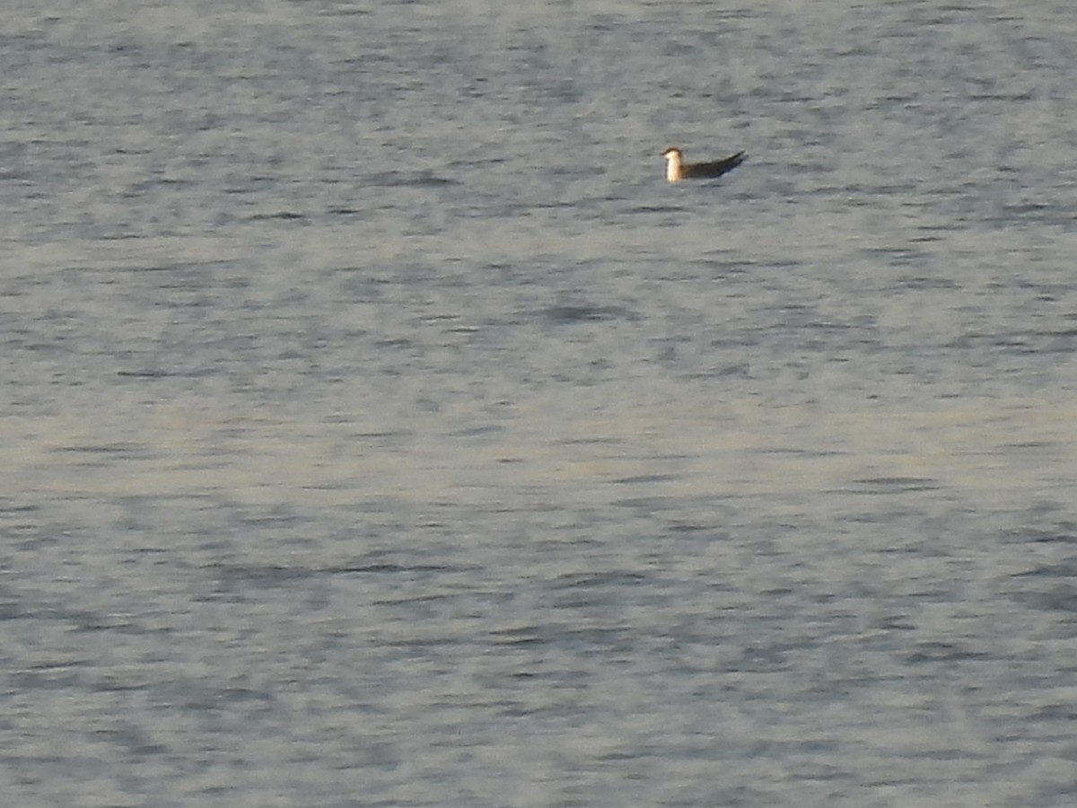 Long-tailed Jaeger - ML644424897