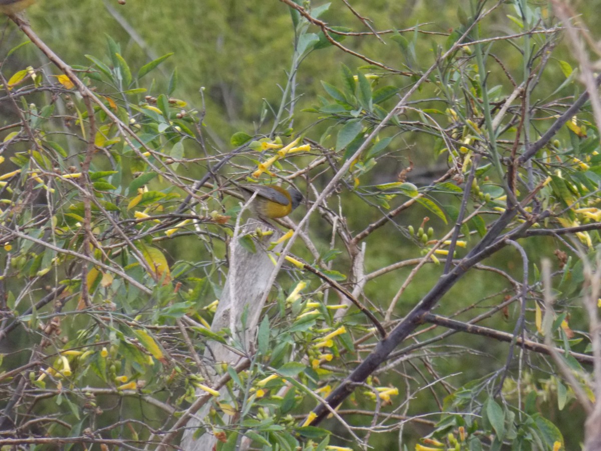 Gray-hooded Sierra Finch - ML644424898