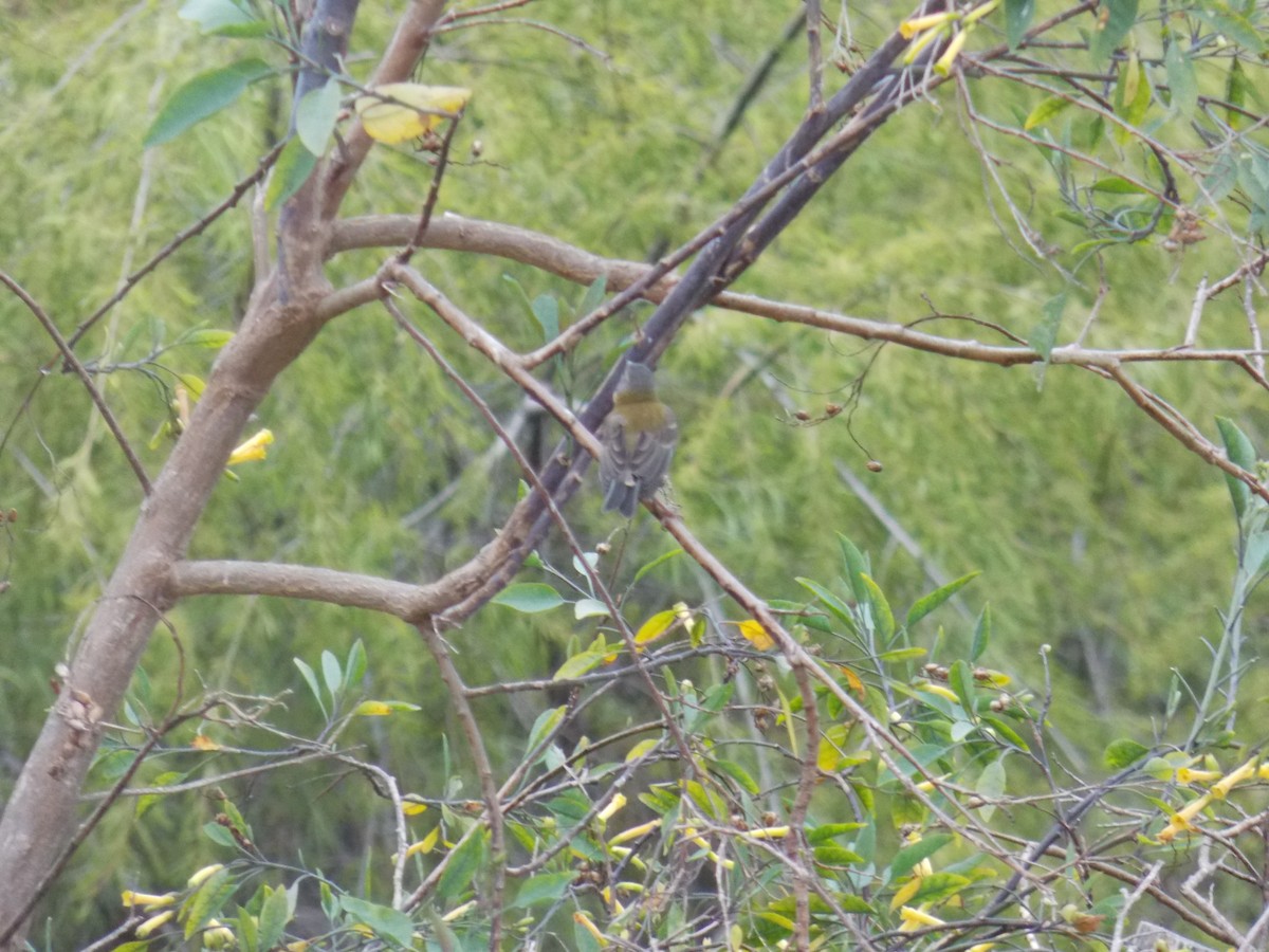 Gray-hooded Sierra Finch - ML644424899