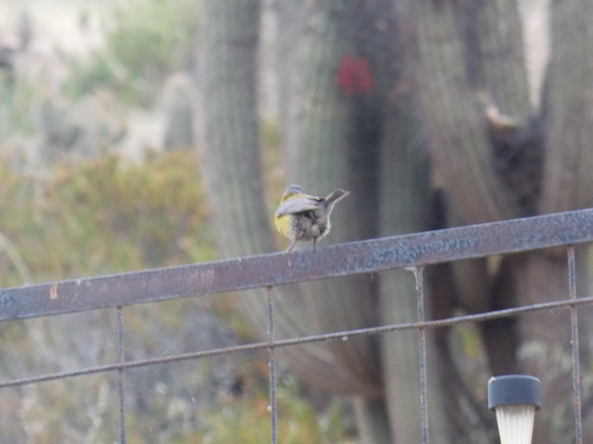 Gray-hooded Sierra Finch - ML644424900
