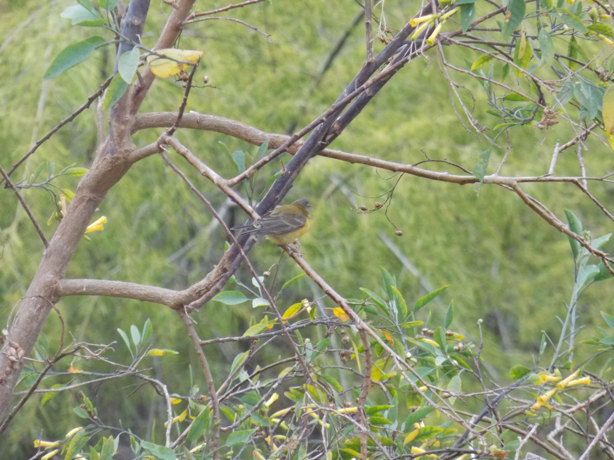 Gray-hooded Sierra Finch - ML644424901