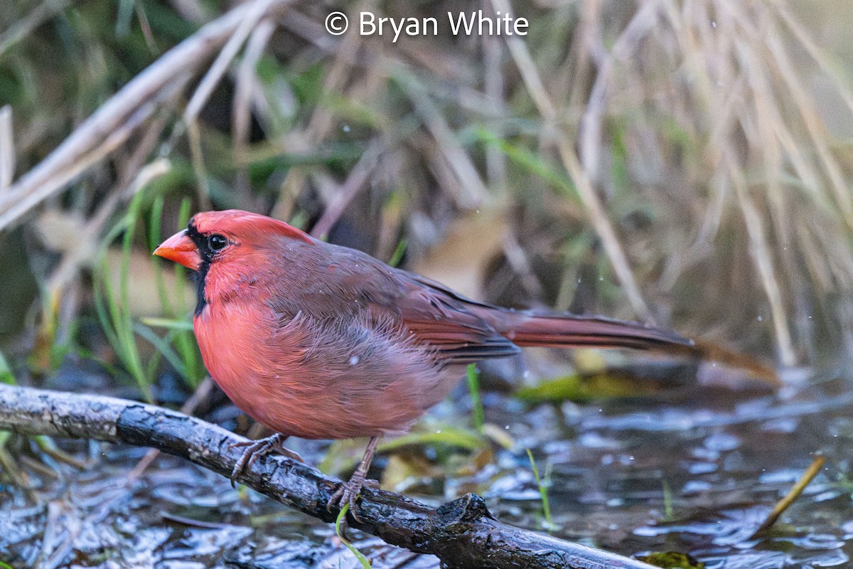 קרדינל צפוני - ML644424905