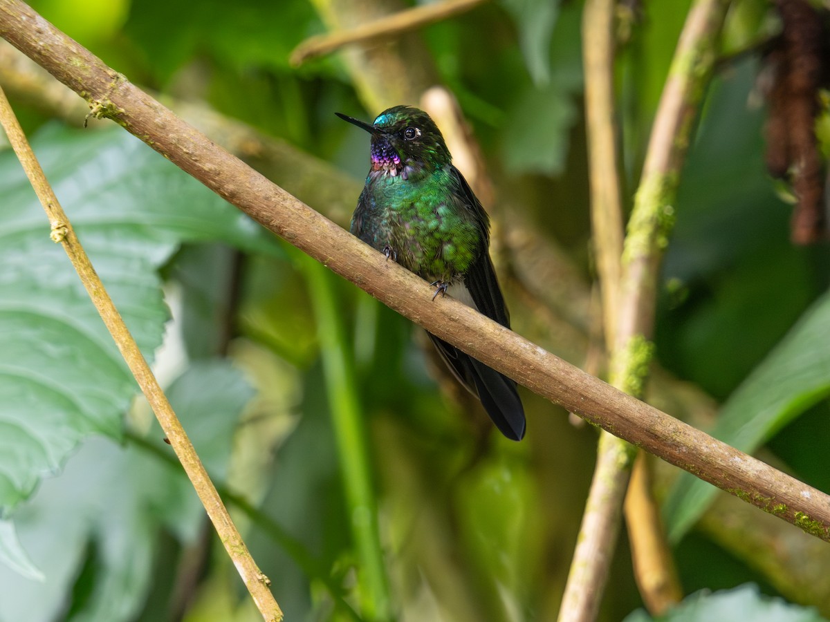 Tourmaline Sunangel - ML644424906