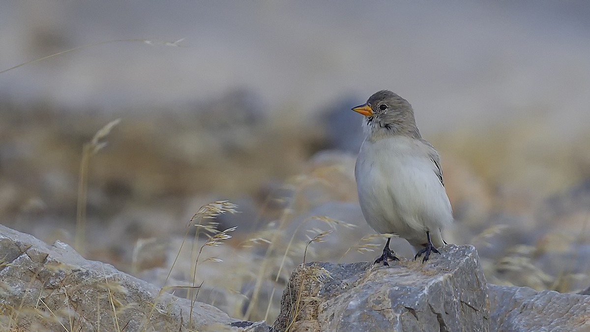Цасны божрог - ML644424907