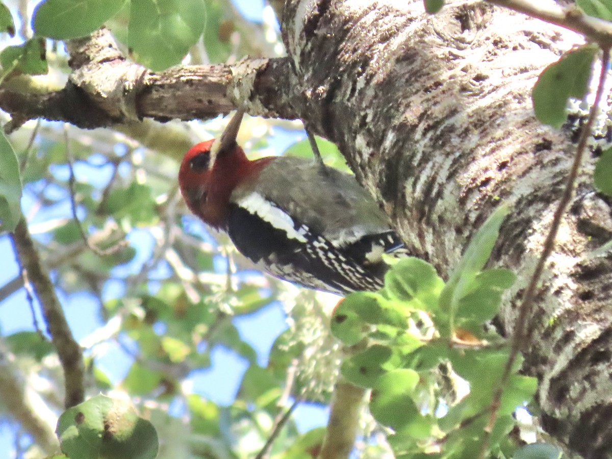 Pic à poitrine rouge - ML644424920