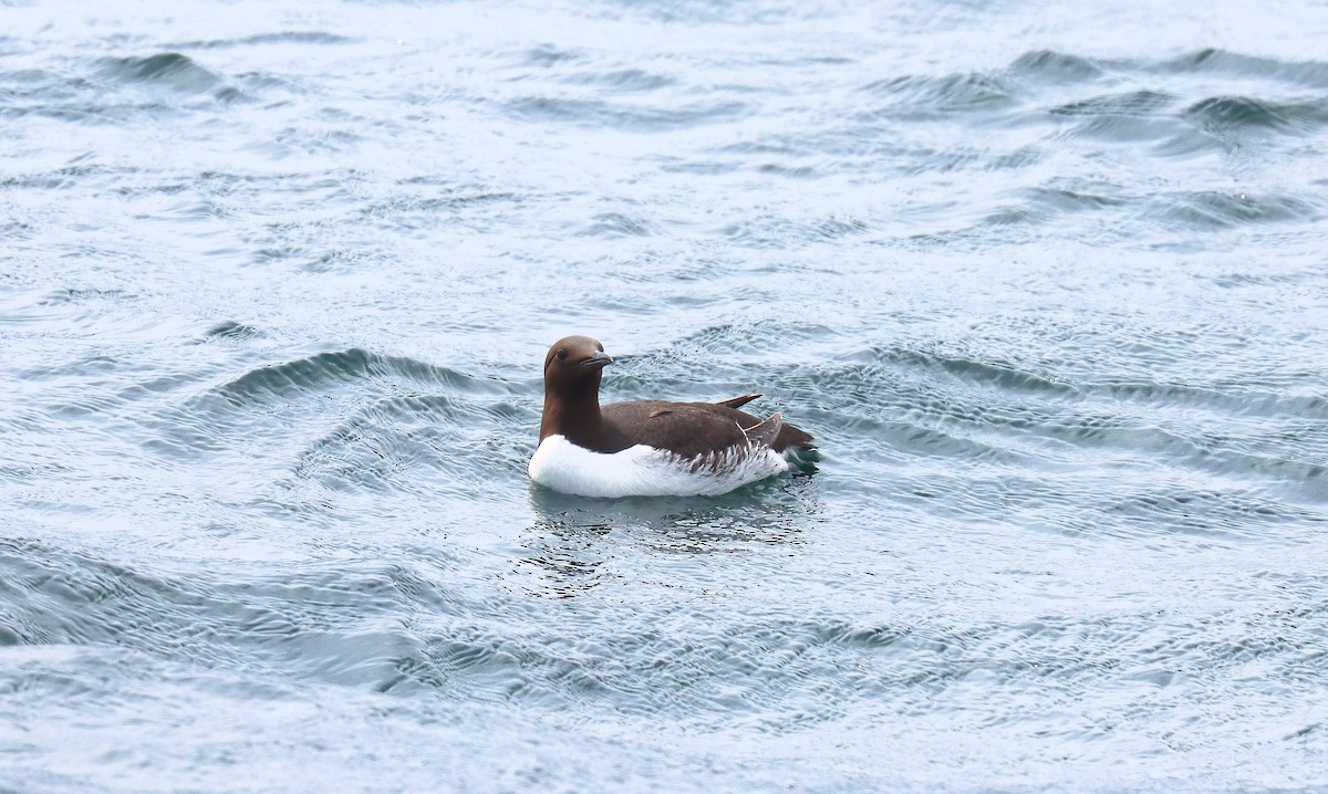 Кайра тонкодзьоба - ML644424934