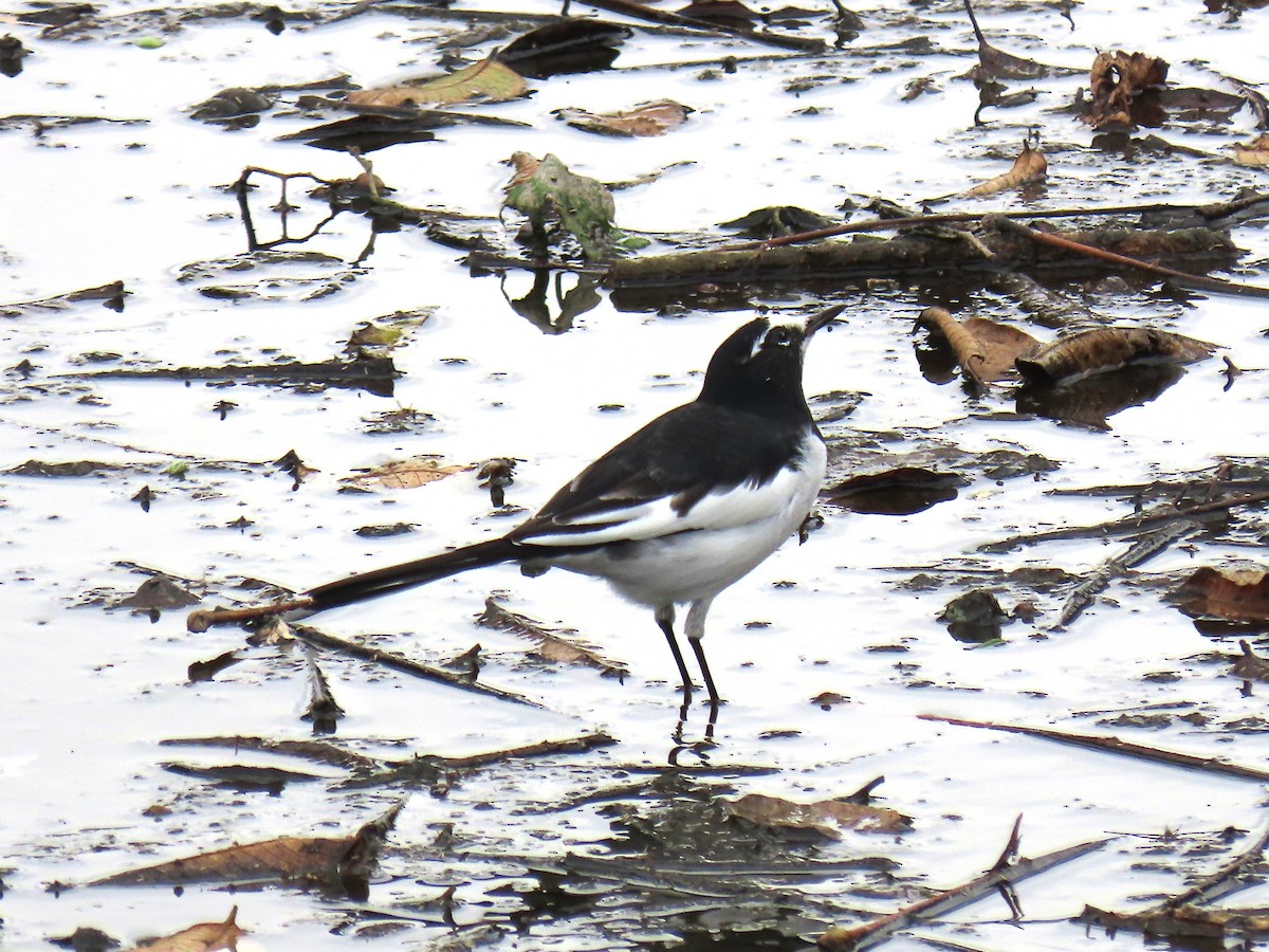 日本鶺鴒 - ML644424949