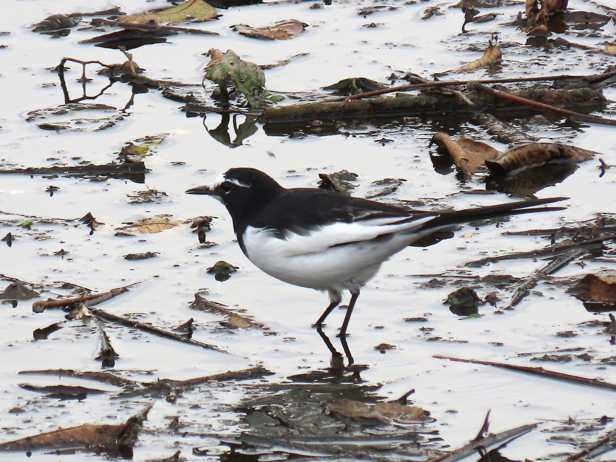 日本鶺鴒 - ML644424950