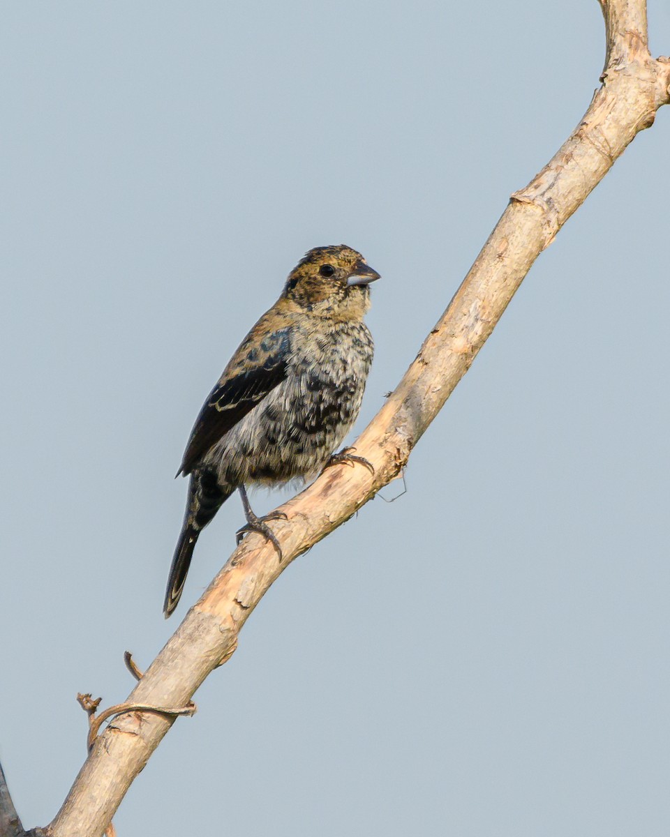 Blue-black Grassquit - ML644424987