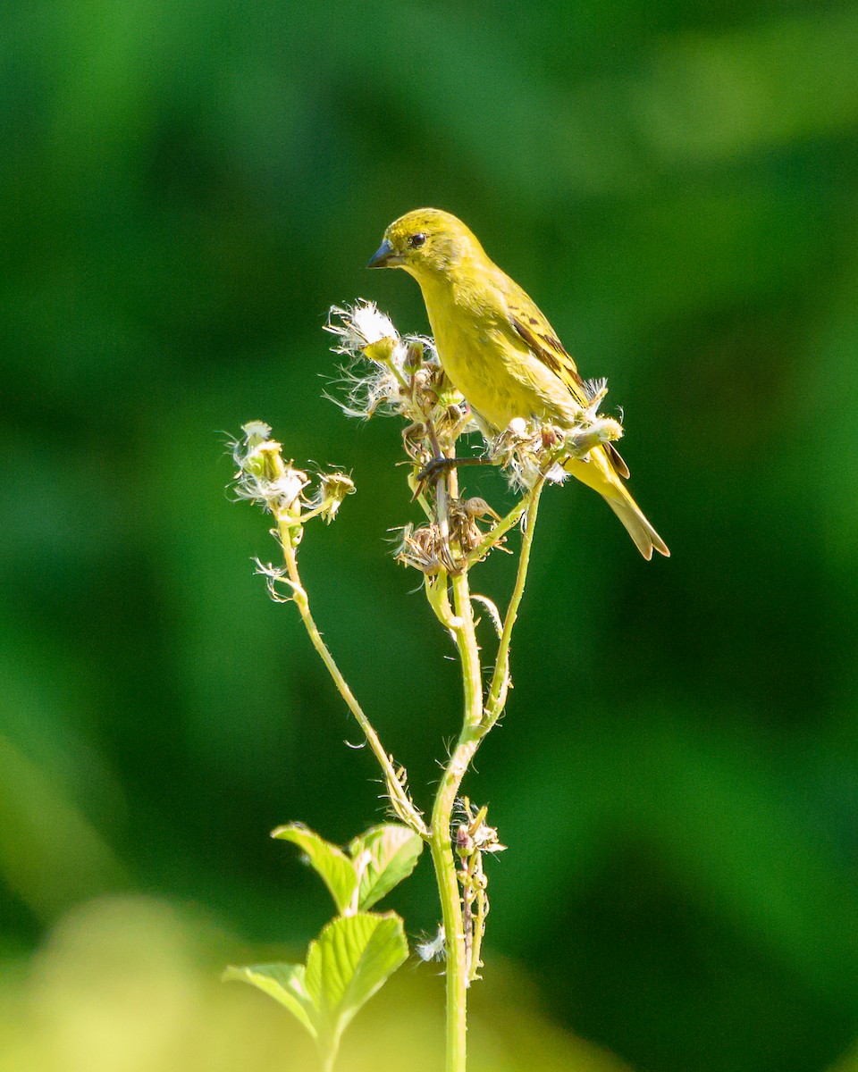 čížek jihoamerický - ML644425005