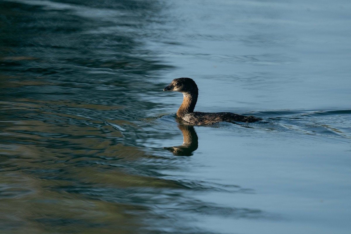 Pied-billed Grebe - ML644425011